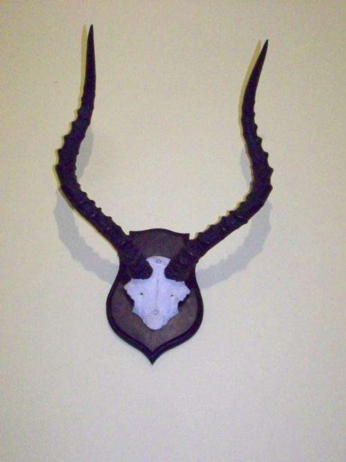 BUCK HORNS MOUNTED TROPHY PERFECT CONDITION