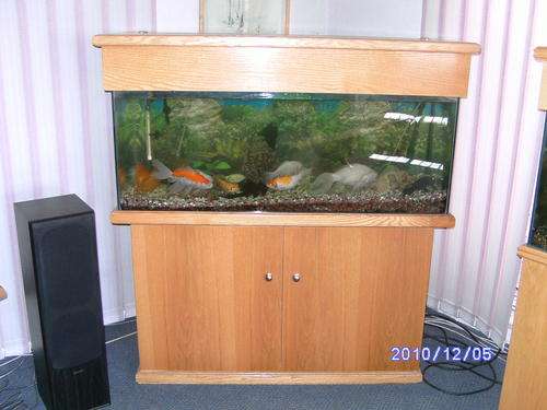 Cabinet Fish Tank