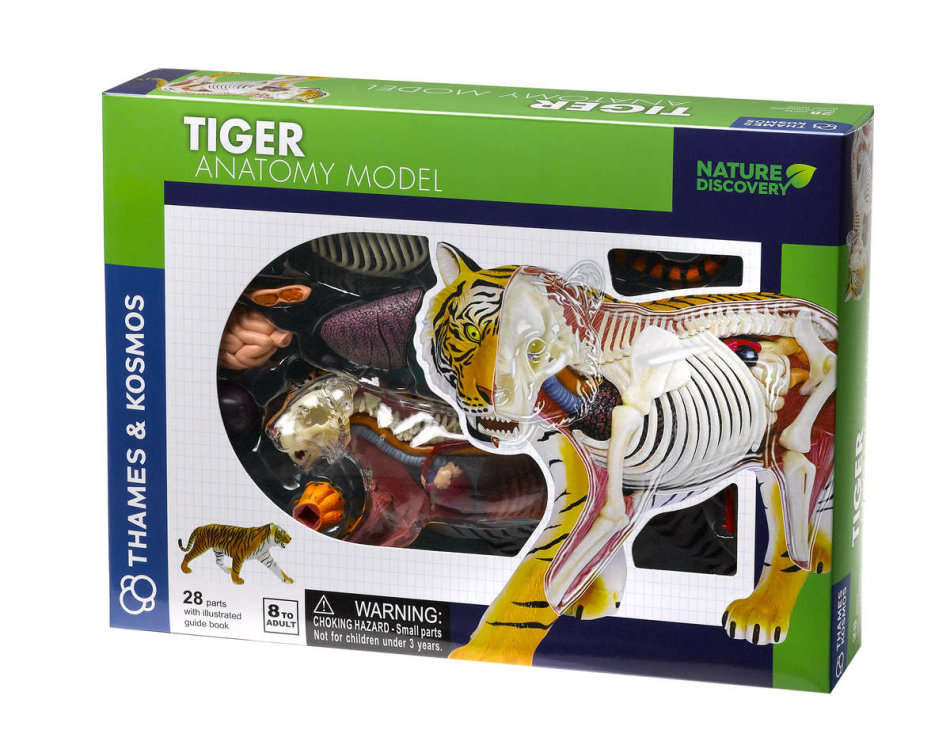 Nature Discovery Animal Anatomy Tiger