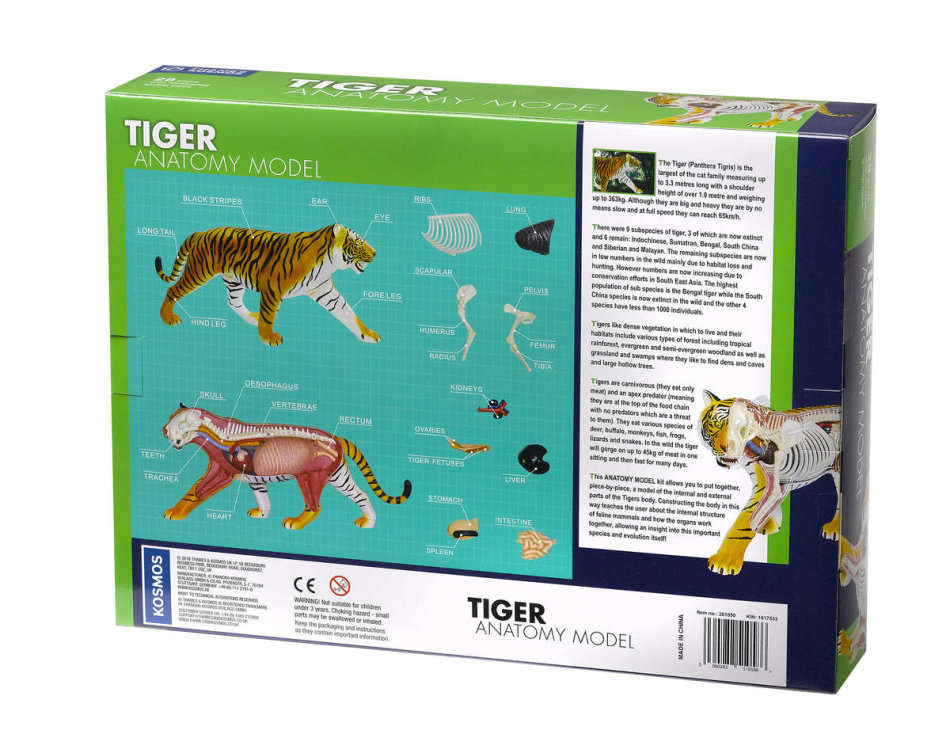 Nature Discovery Animal Anatomy Tiger