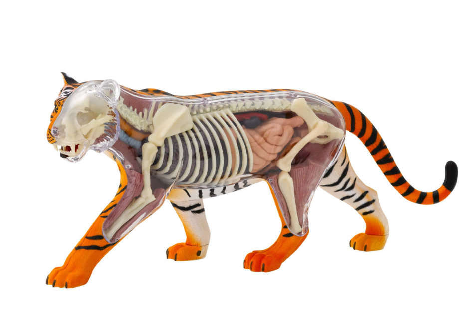 Nature Discovery Animal Anatomy Tiger