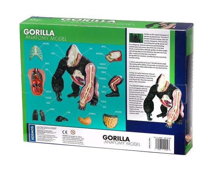 Nature Discovery Animal Anatomy Gorilla