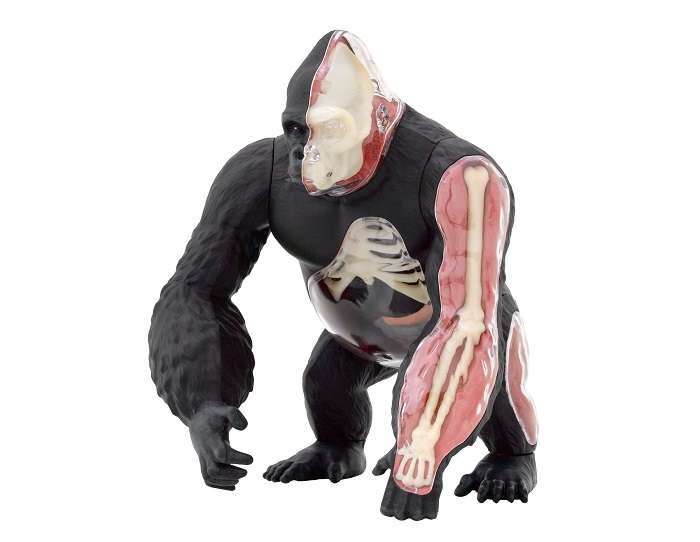 Nature Discovery Animal Anatomy Gorilla