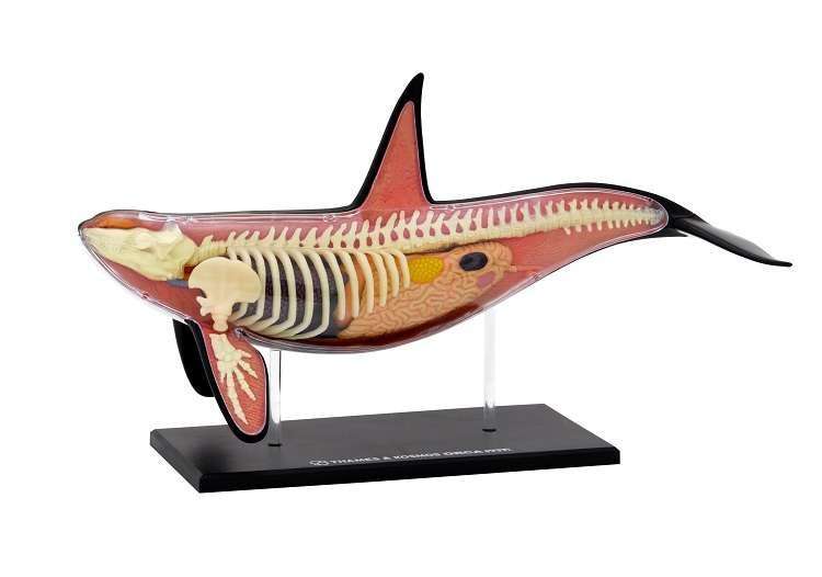 Nature Discovery Animal Anatomy Orca