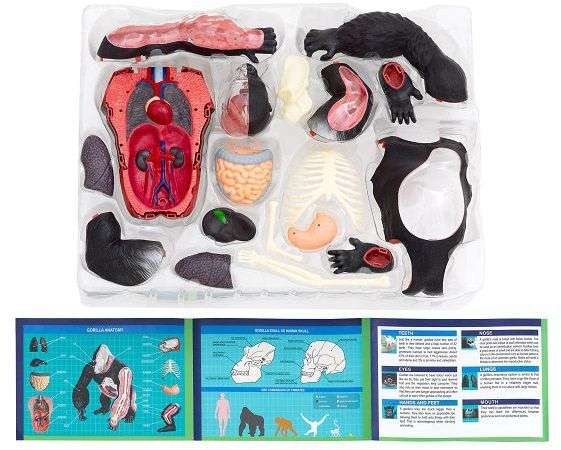 Thames & Kosmos Animal Anatomy Kit Gorilla