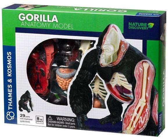 Thames & Kosmos Animal Anatomy Kit Gorilla