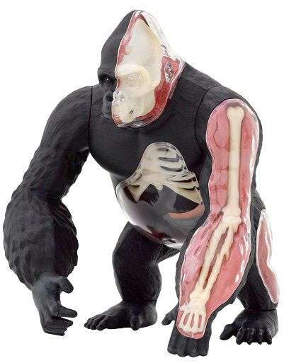 Thames & Kosmos Animal Anatomy Kit Gorilla