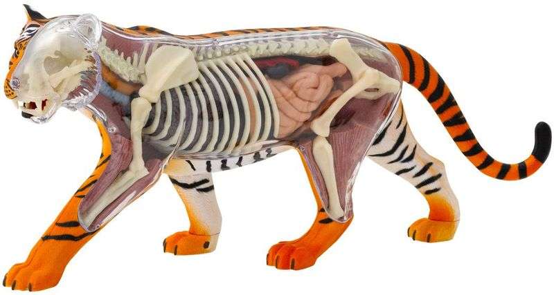Thames & Kosmos Animal Anatomy Kit - Tiger