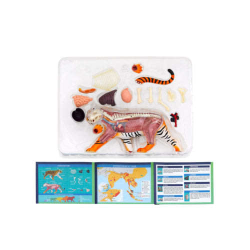Thames & Kosmos Animal Anatomy Kit - Tiger
