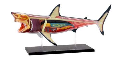 Thames & Kosmos Animal Anatomy Kit - Great White Shark