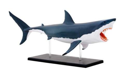 Thames & Kosmos Animal Anatomy Kit - Great White Shark