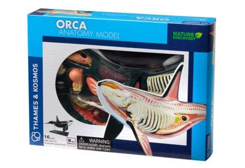 Thames & Kosmos Animal Anatomy Kit - Orca
