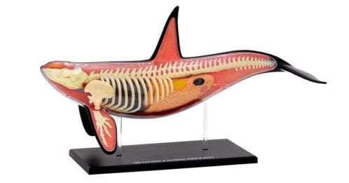 Thames & Kosmos Animal Anatomy Kit - Orca
