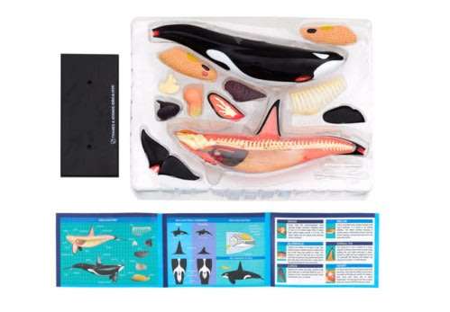 Thames & Kosmos Animal Anatomy Kit - Orca