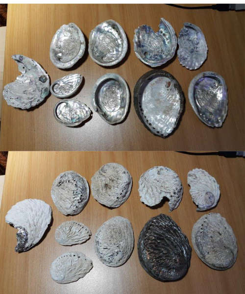 Abalone shells - LOT