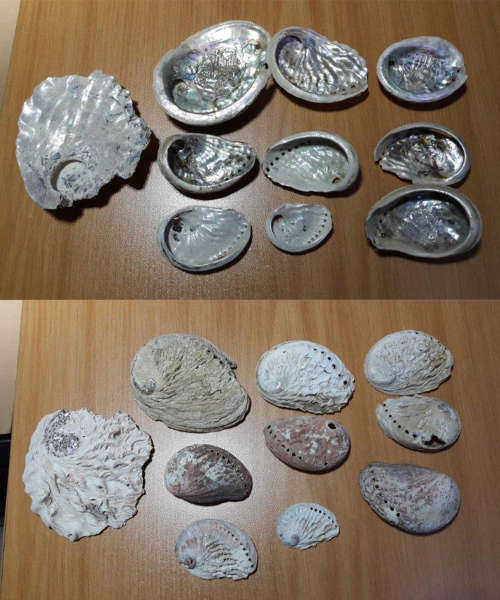 Abalone shells - LOT