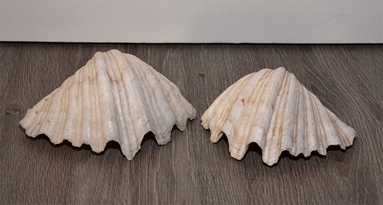 Two Large Sea Shells