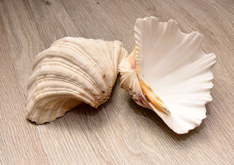 Two Large Sea Shells