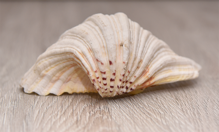 Two Large Sea Shells