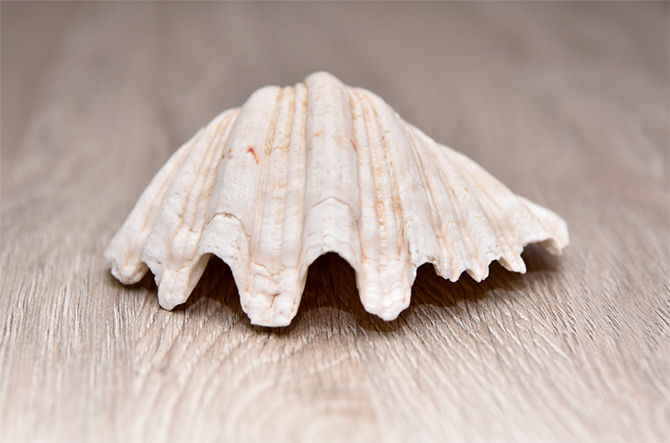 Two Large Sea Shells