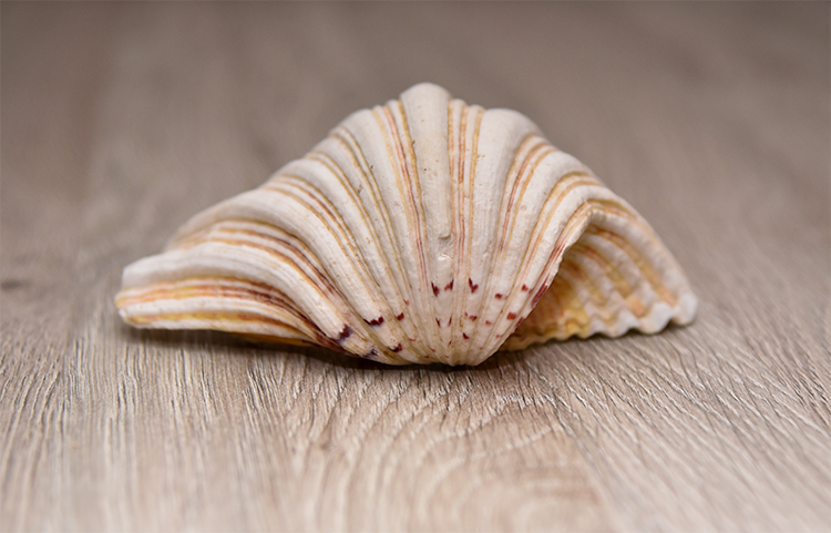 Two Large Sea Shells