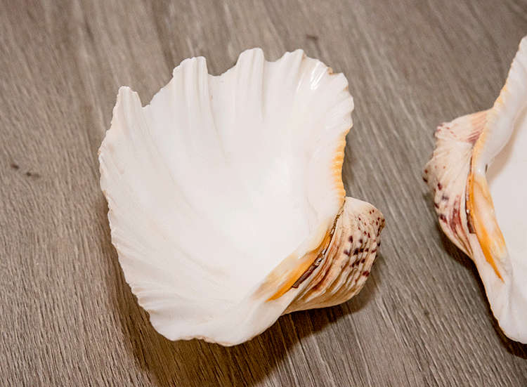 Two Large Sea Shells