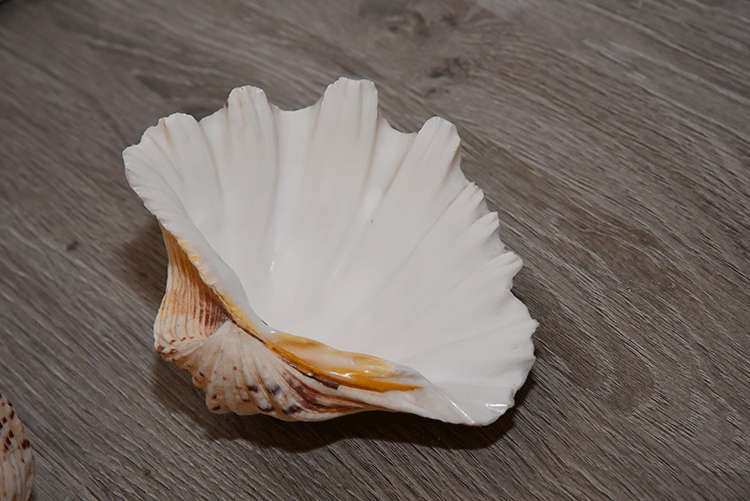 Two Large Sea Shells