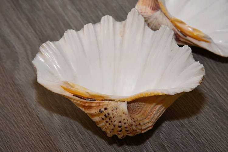Two Large Sea Shells