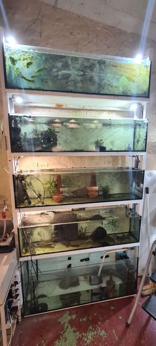 fish tanks setup