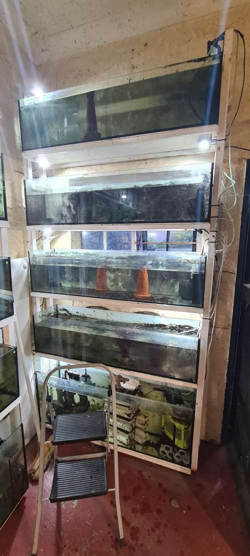 fish tanks setup