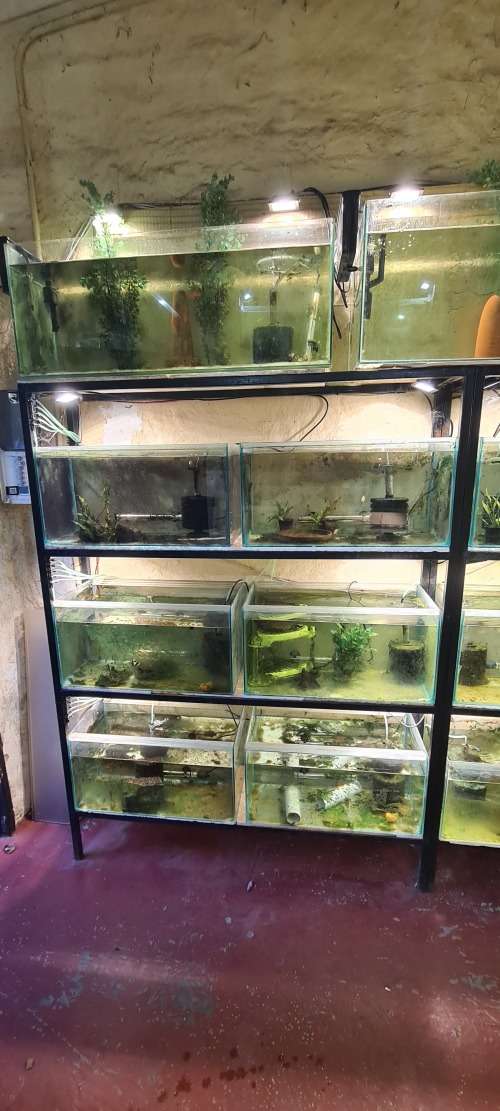 fish tanks setup
