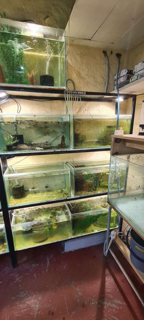 fish tanks setup