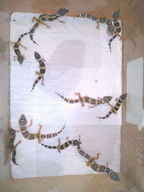 Leopard Geckos - 4 to 8 months old