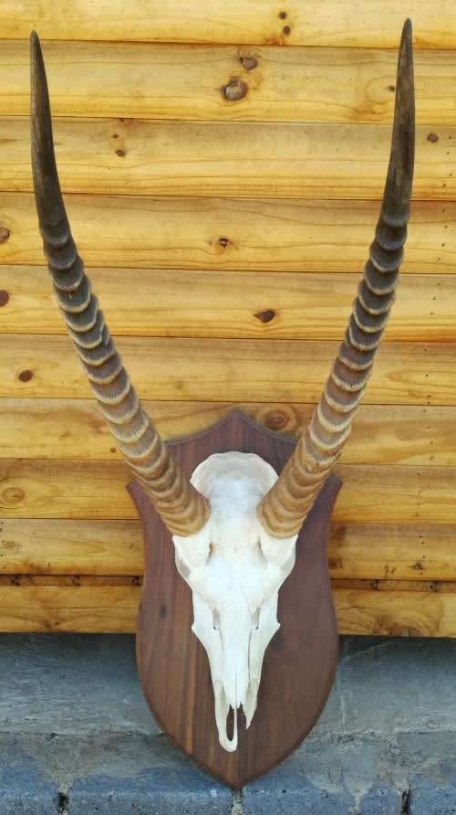 Mounted Trophy. Real skull and horns