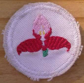 WP Rugby Disa Cloth Badge - 40mm