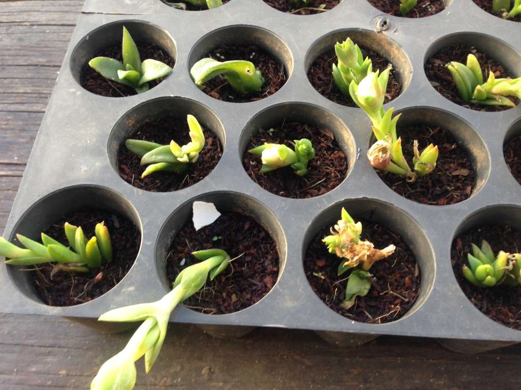Sceletium Tortuosum plants