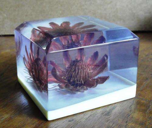 Resin incased Protea paperweight