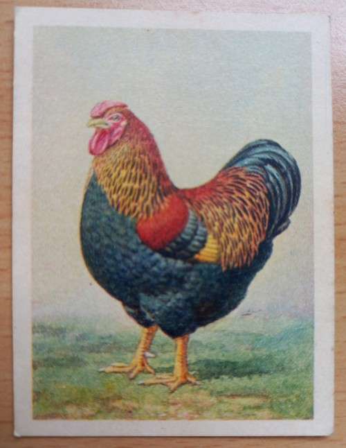 Farmyards of SA, Werwe van SA: part set of 77 cigarette cards by United Tobacco Co., duplicates