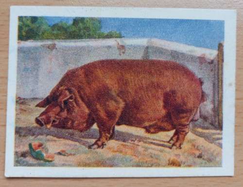 Farmyards of SA, Werwe van SA: part set of 77 cigarette cards by United Tobacco Co., duplicates