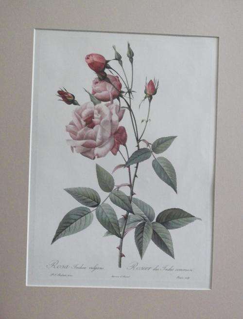 Lovely rose print with dark pink mounting board - Rosa Indica Vulgeris