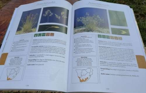 Gids tot Grasse van Suider-Afrika - Frits van Oudshoorn.  Nuut.