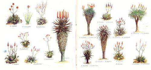 What Aloe is that? - Eric Judd.