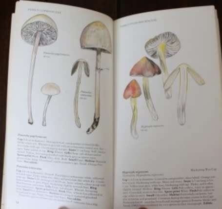 Mushrooms of South Africa. Levin et al.