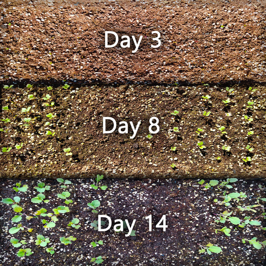 Organic Seedling Pre-mix Medium