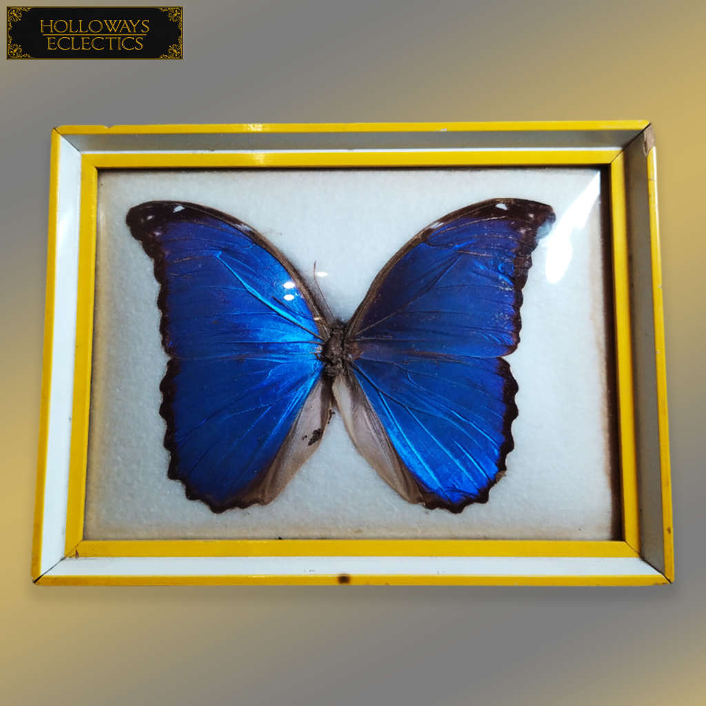 Rare Menelaus Blue Morpho Butterfly