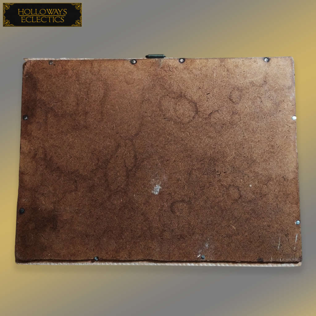 Rare Menelaus Blue Morpho Butterfly