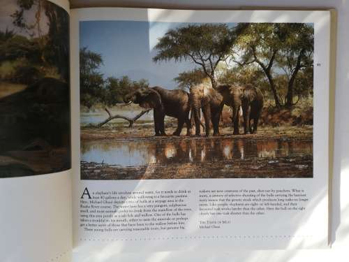 AFRICAN WILDLIFE IN ART: MASTER PAINTERS OF THE WILDERNESS Hardcover   1991 by DAVID TOMLINSO