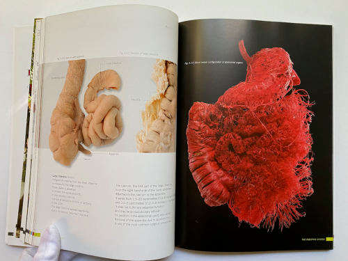 Body Worlds: The Original Exhibition of Real Human Bodies by Gunther von Hagen`s