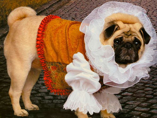 Fabulous Pugs by Lisa Knapp