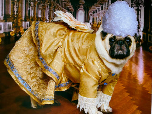 Fabulous Pugs by Lisa Knapp